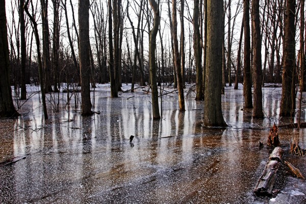 Iced Pond by Deb Oppermann